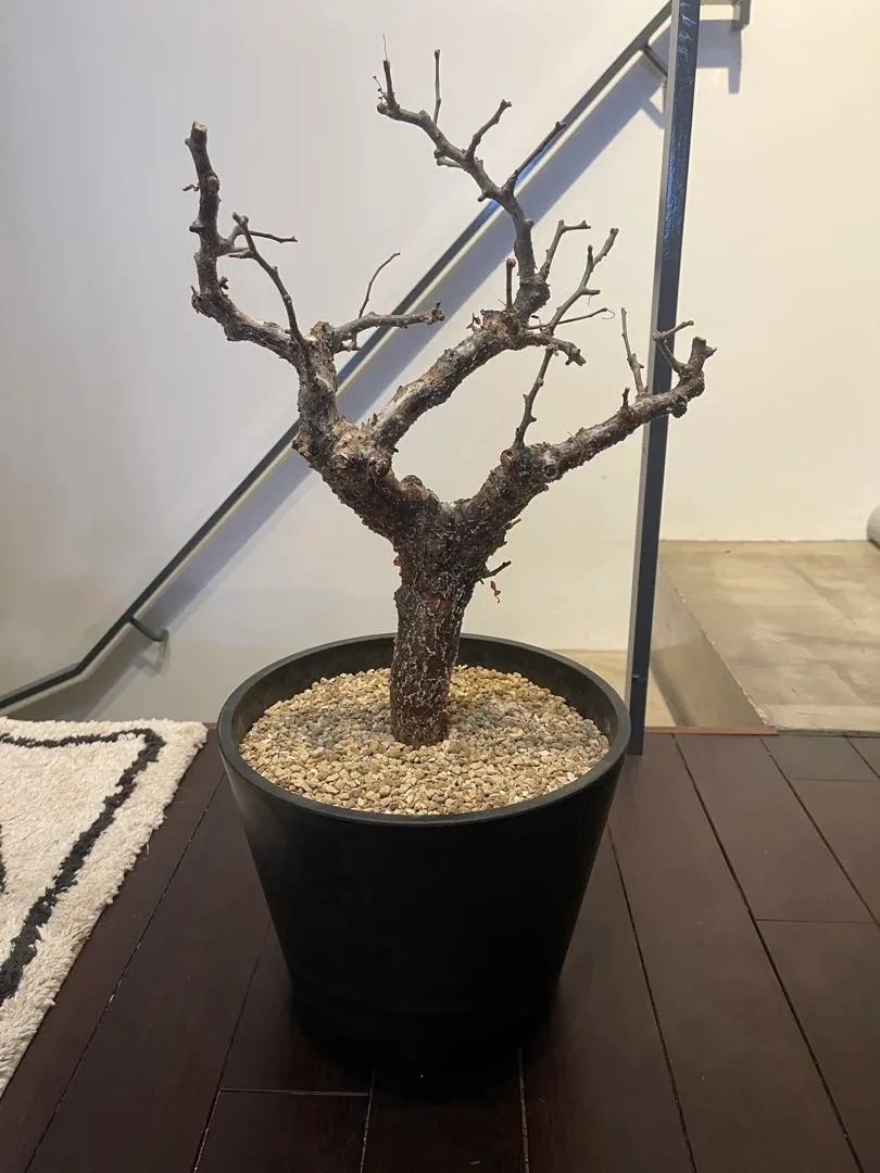 2026年最新】コミフォラモンストローサの人気アイテム - メルカリ