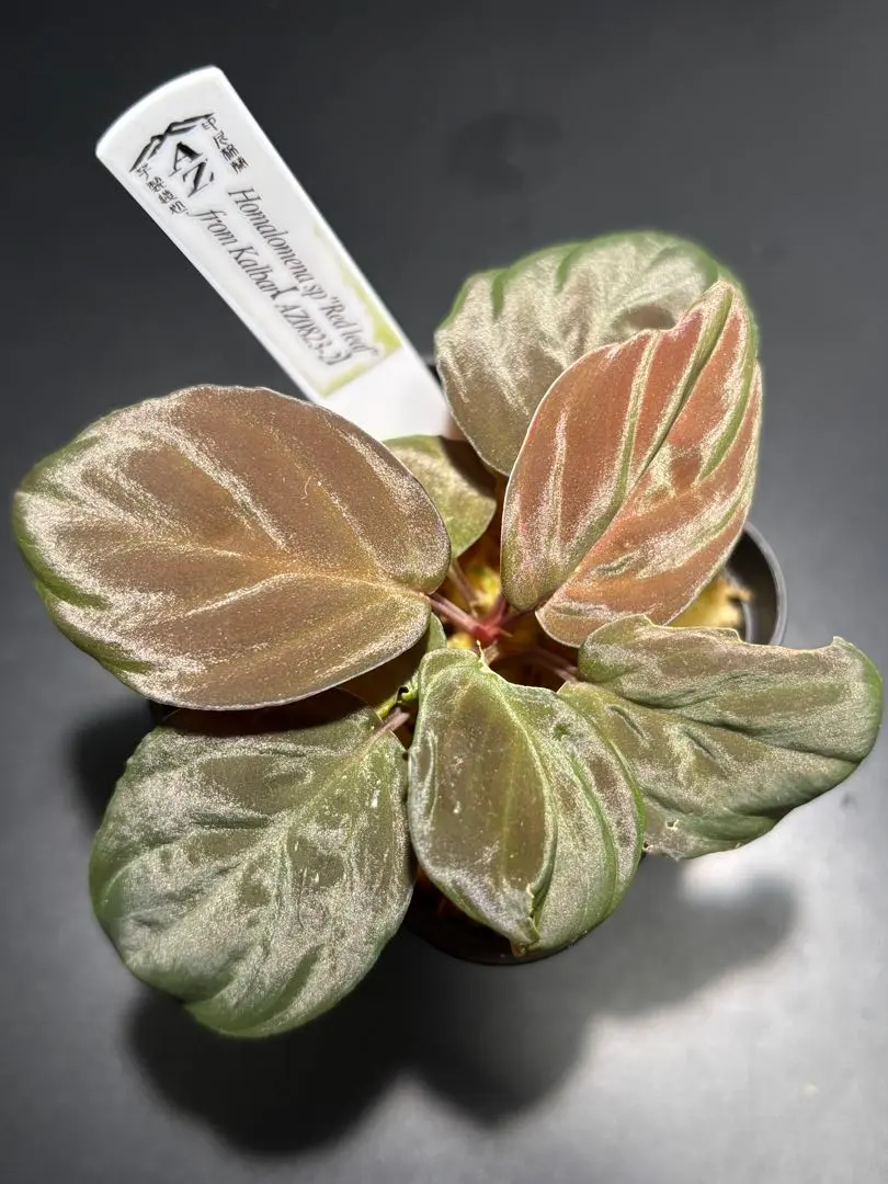 2026年最新】ホマロメナ 正規タグの人気アイテム - メルカリ