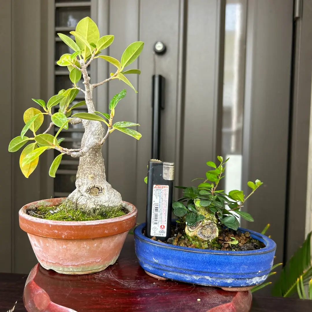 2026年最新】ハリツルマサキの人気アイテム - メルカリ