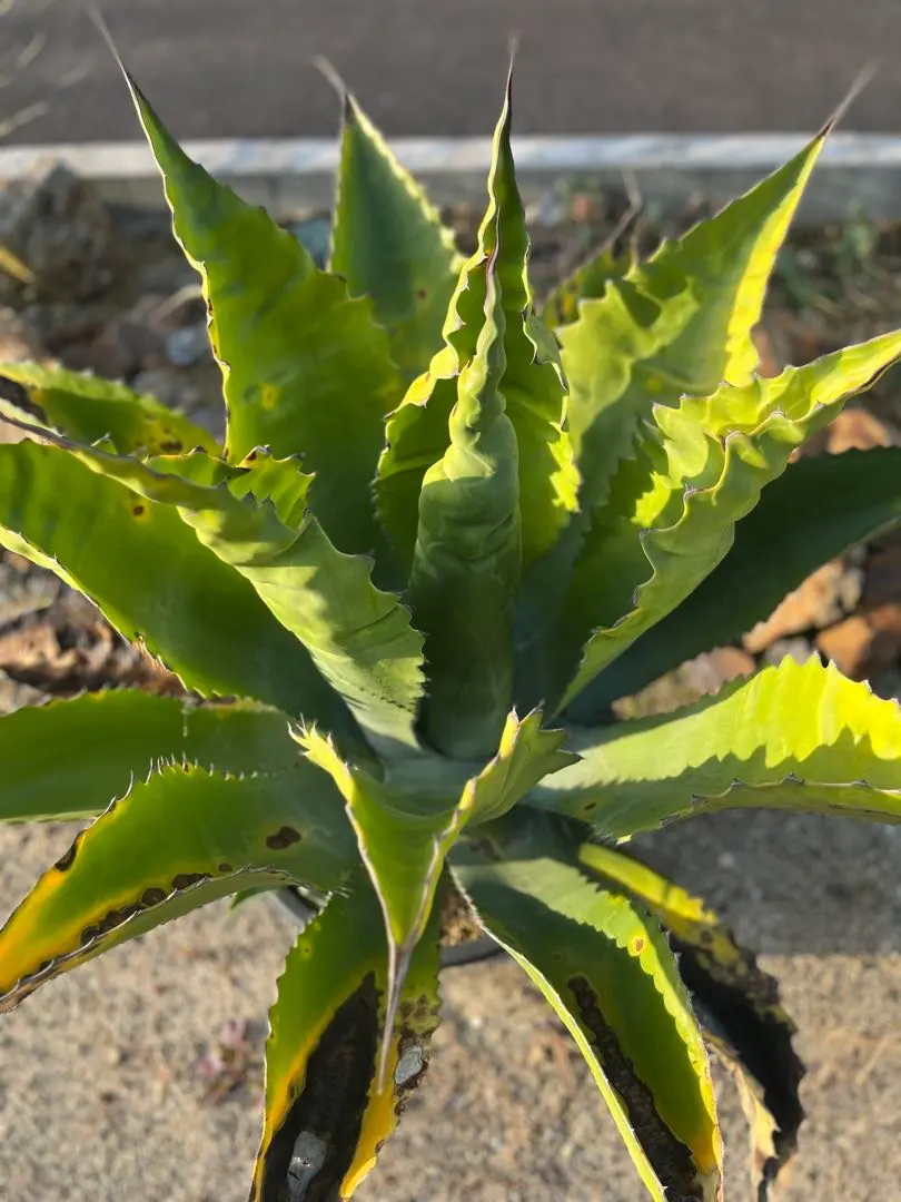 2026年最新】アガベ フェロックス ローガンカルホーンの人気アイテム