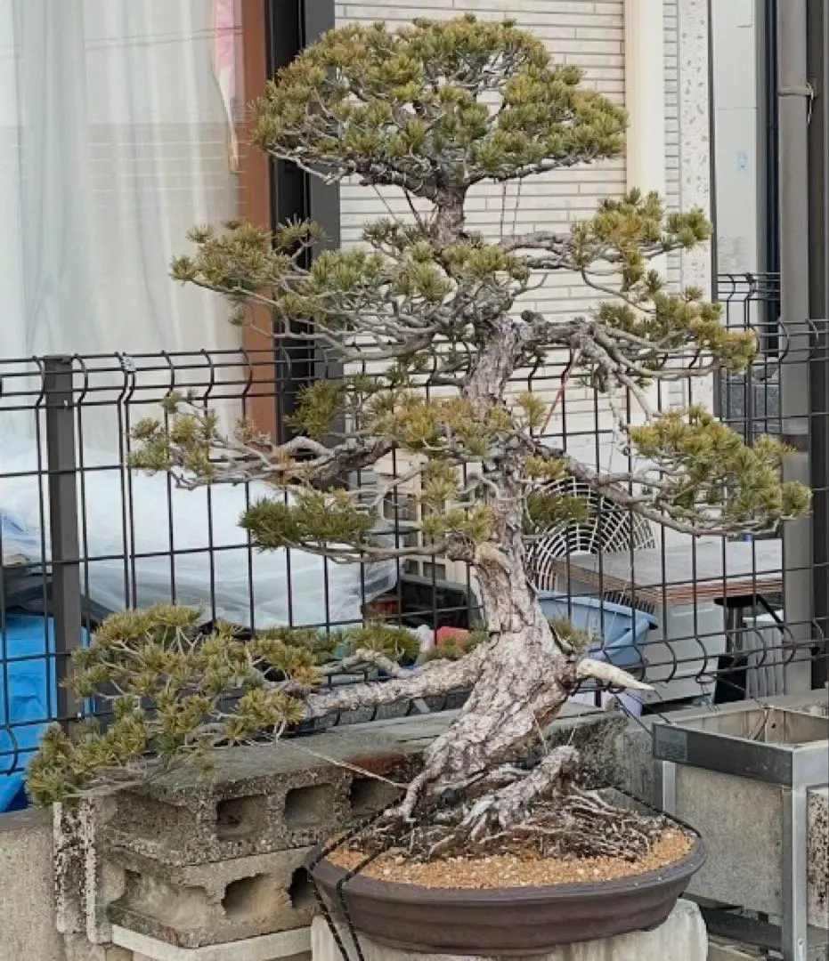 2026年最新】真柏 大品の人気アイテム - メルカリ