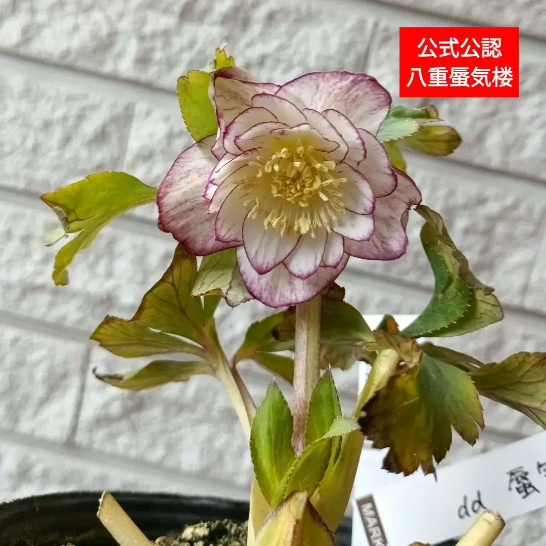 2026年最新】大木ナーサリー クリスマスローズの人気アイテム - メルカリ