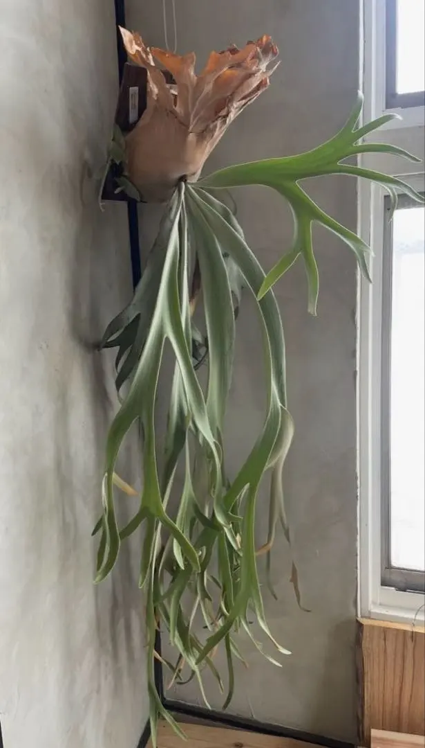 2026年最新】willinckii bogorの人気アイテム - メルカリ