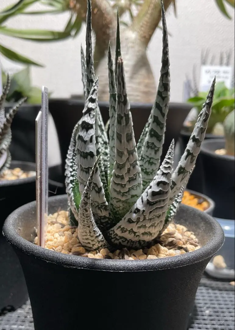 2026年最新】アガベゼブラの人気アイテム - メルカリ