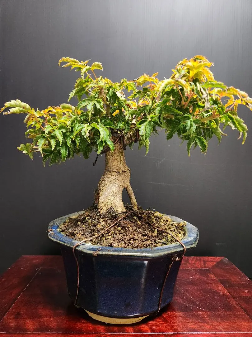 2026年最新】獅子頭もみじの人気アイテム - メルカリ