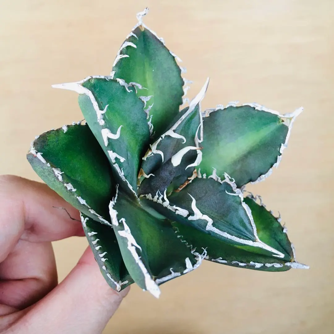 2026年最新】巨歯鯊の人気アイテム - メルカリ