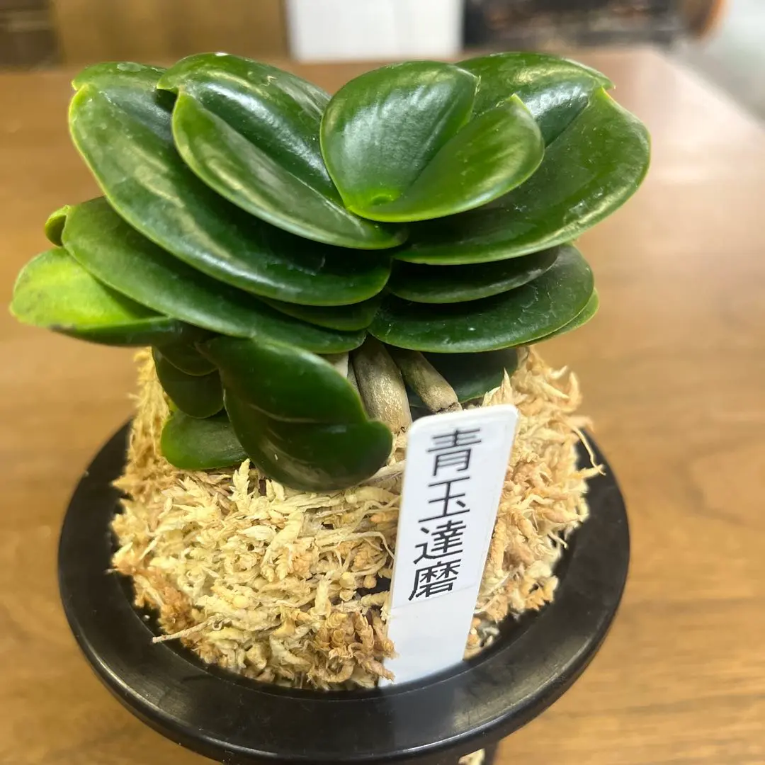 2026年最新】名護蘭 ナゴランの人気アイテム - メルカリ