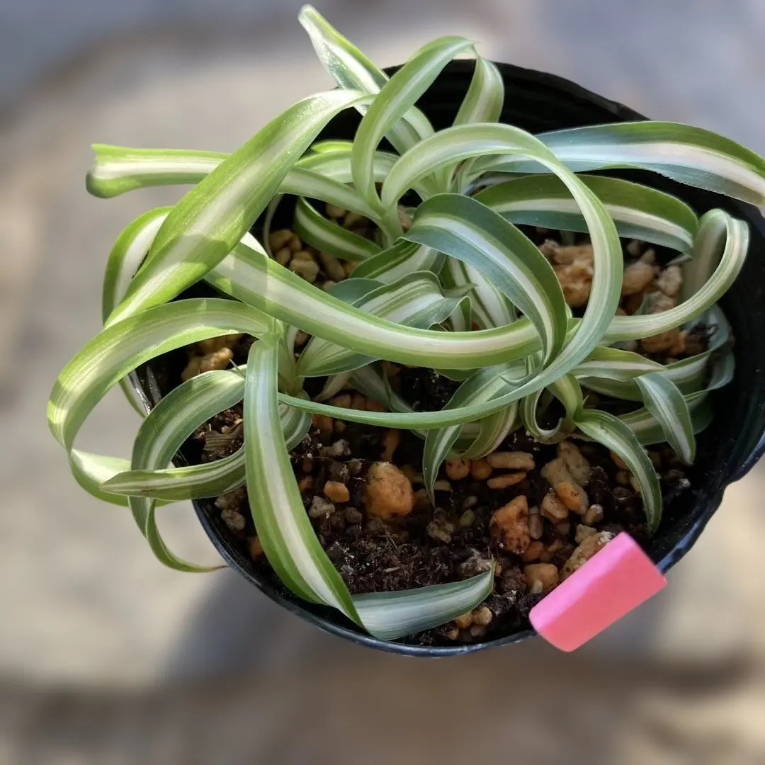 2026年最新】オリヅルラン ボニーの人気アイテム - メルカリ