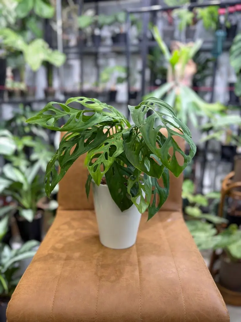 2026年最新】モンステラ エスケレートの人気アイテム - メルカリ