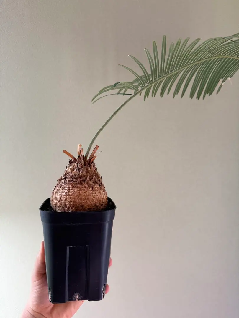 2026年最新】サイカス タイシルバーの人気アイテム - メルカリ