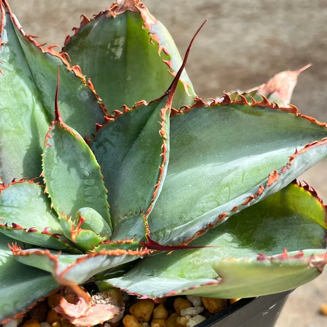 2026年最新】ボビコルヌータの人気アイテム - メルカリ