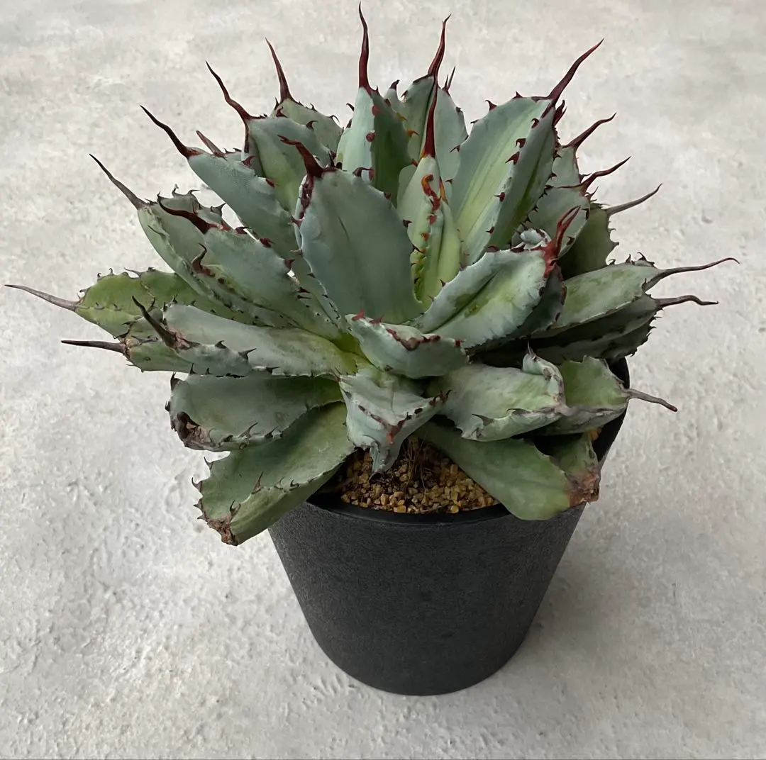 2026年最新】アガベ ポタトラム キュービックの人気アイテム - メルカリ