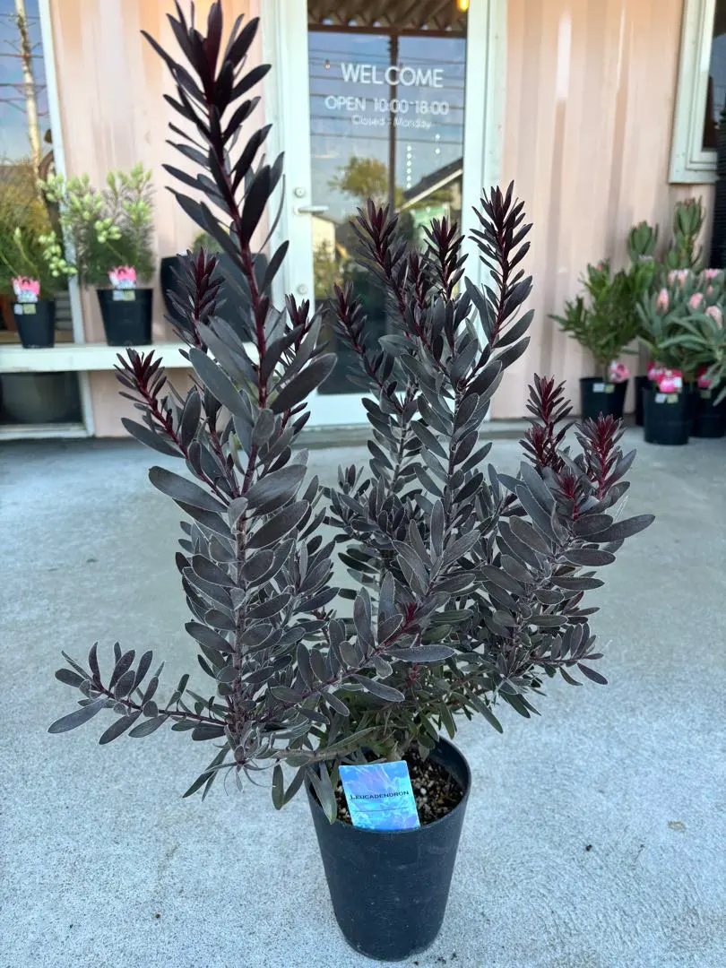 2026年最新】リューカデンドロン デュリフの人気アイテム - メルカリ