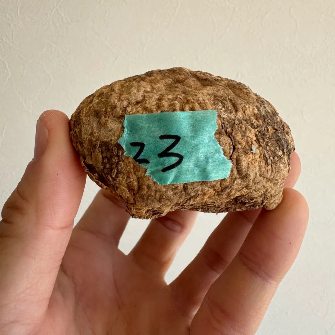 2026年最新】アデニア オバタの人気アイテム - メルカリ