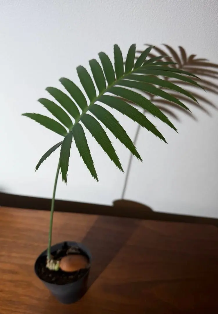 2026年最新】ディオーン スピヌロスムの人気アイテム - メルカリ