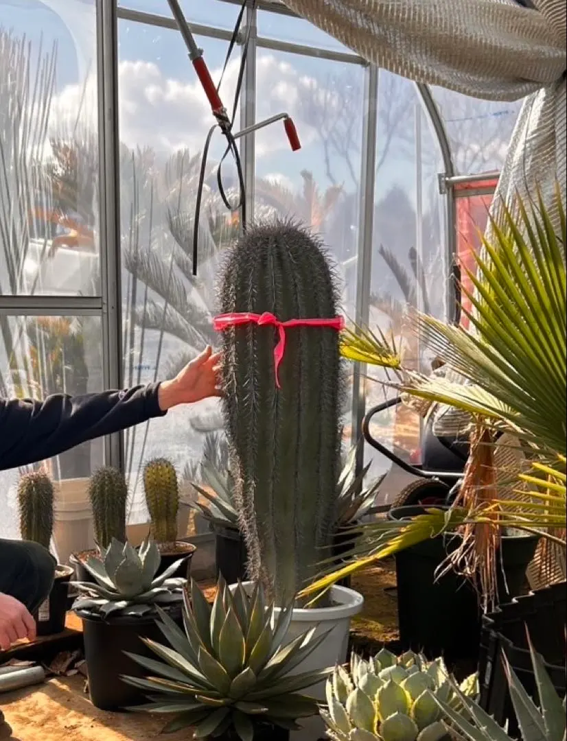 2026年最新】弁慶柱の人気アイテム - メルカリ