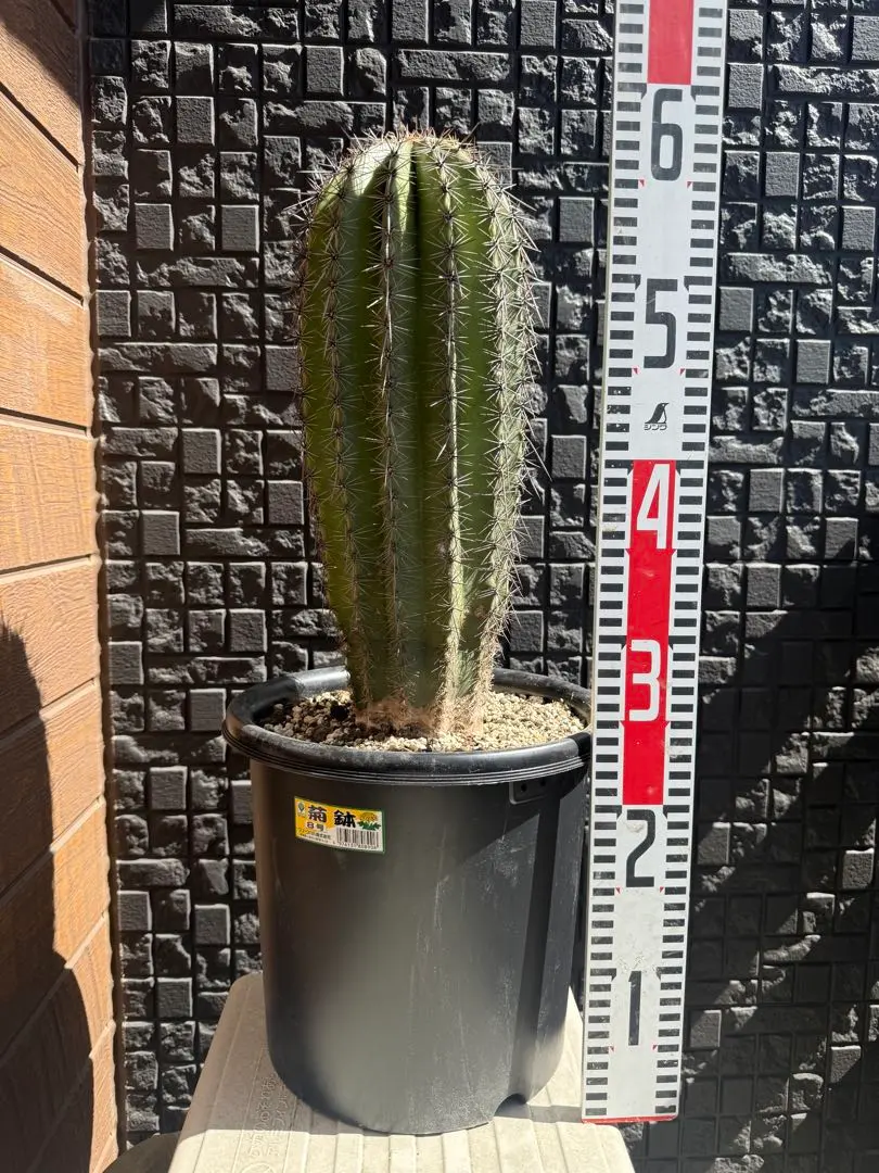 2026年最新】弁慶柱の人気アイテム - メルカリ