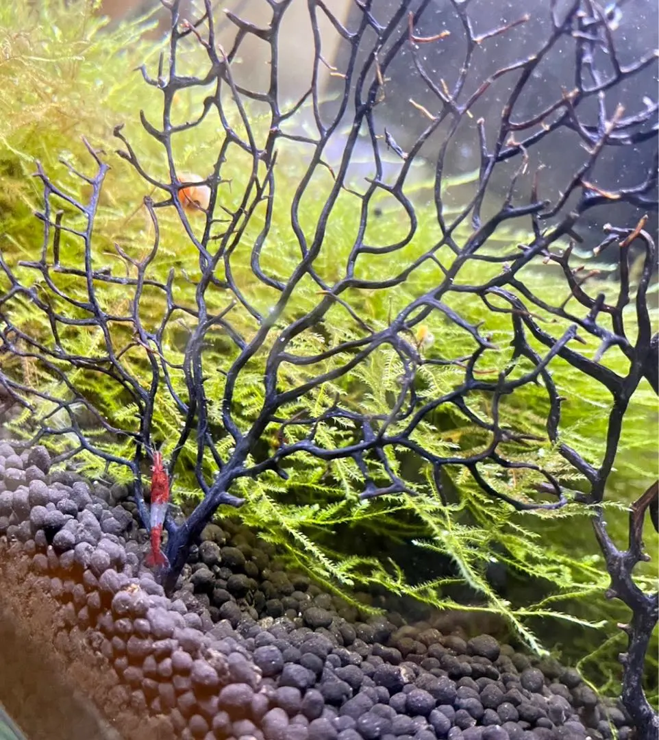 2026年最新】アクアリウム ウミウチワの人気アイテム - メルカリ