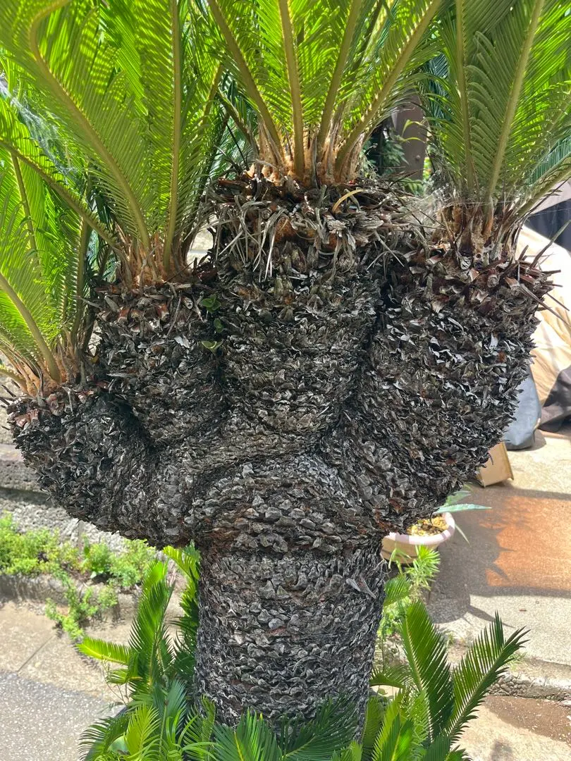 2026年最新】ソテツ 引き取りの人気アイテム - メルカリ