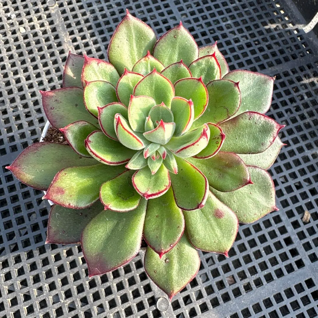 2026年最新】ジョアンダニエル 多肉の人気アイテム - メルカリ