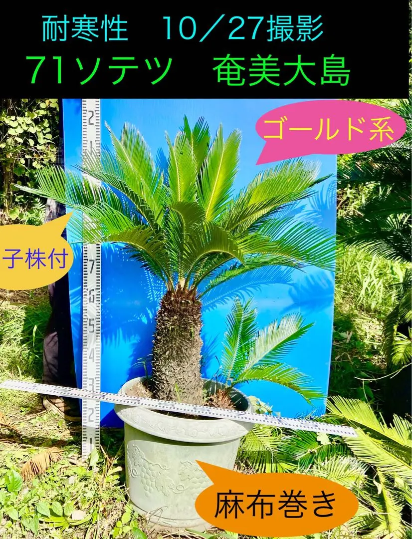 2026年最新】黄金ソテツの人気アイテム - メルカリ