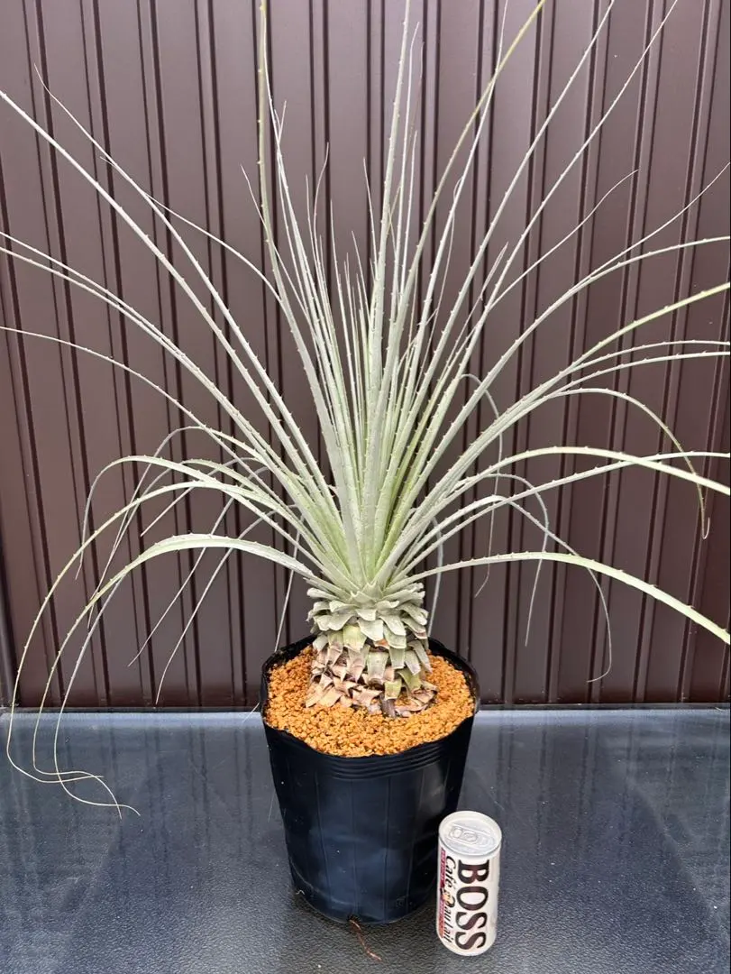 2026年最新】プヤ セルーレアの人気アイテム - メルカリ