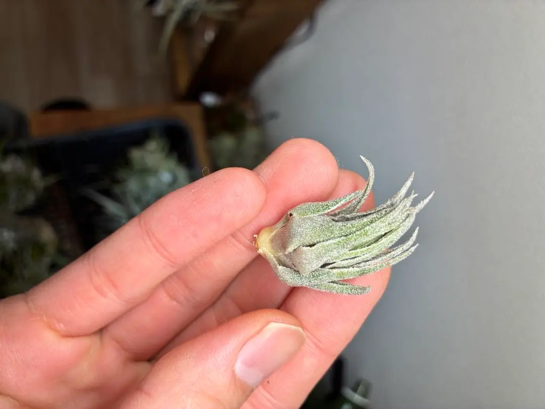 2026年最新】チランジア・スプレンゲリアナの人気アイテム - メルカリ