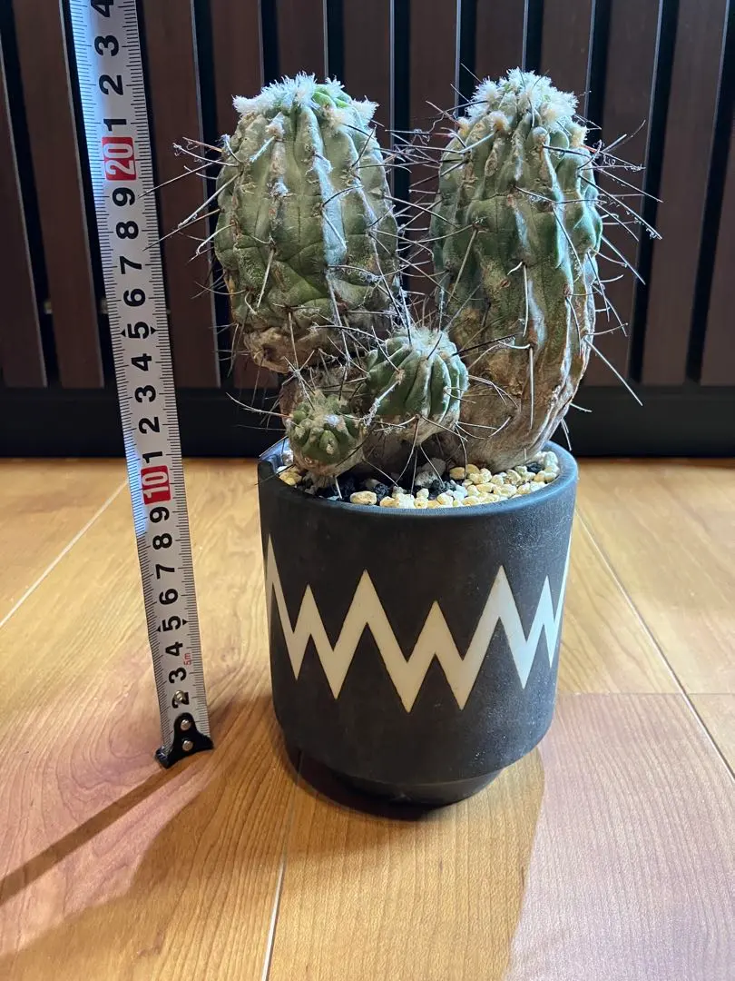 2026年最新】黒士冠の人気アイテム - メルカリ