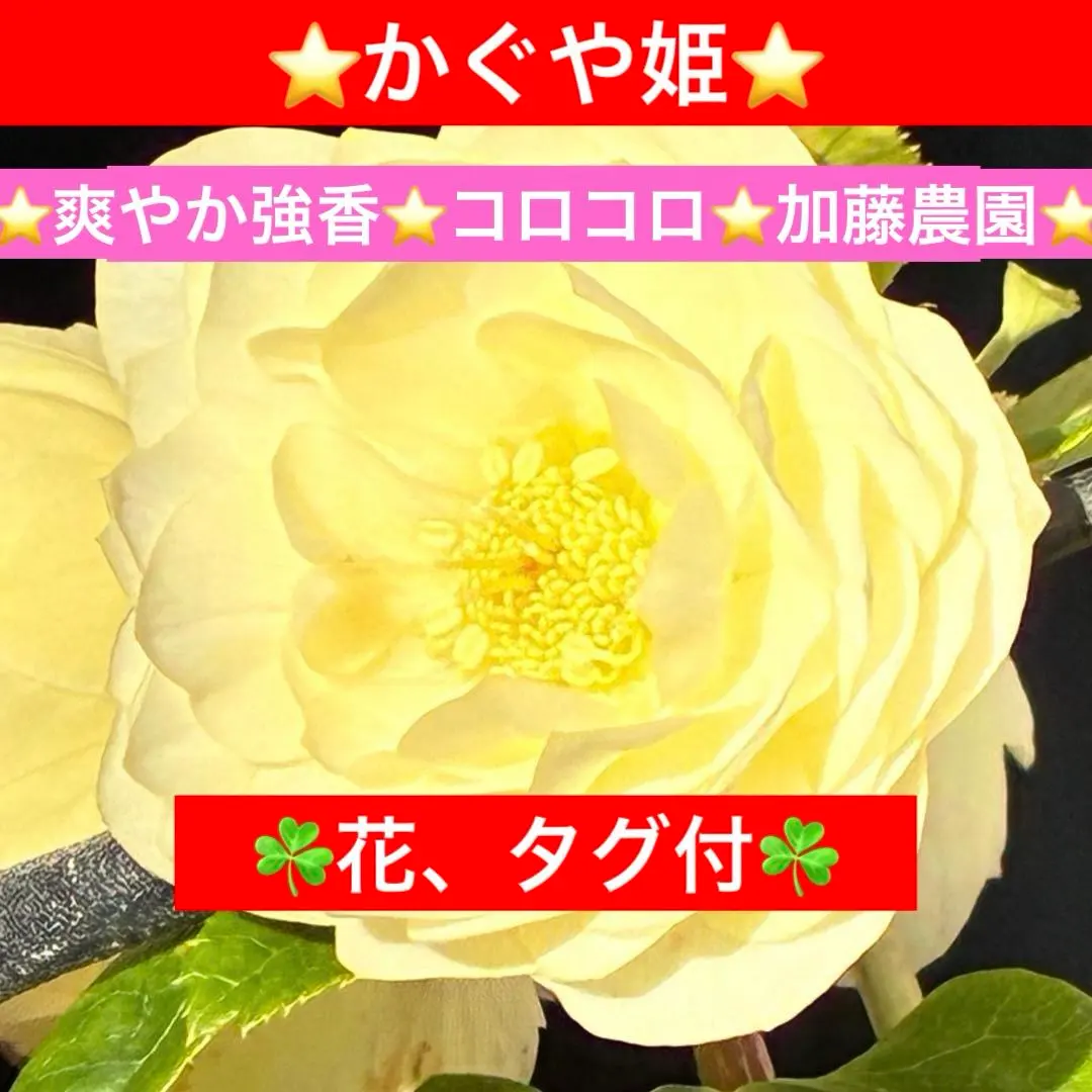 2026年最新】かぐや姫 クリスマスローズの人気アイテム - メルカリ