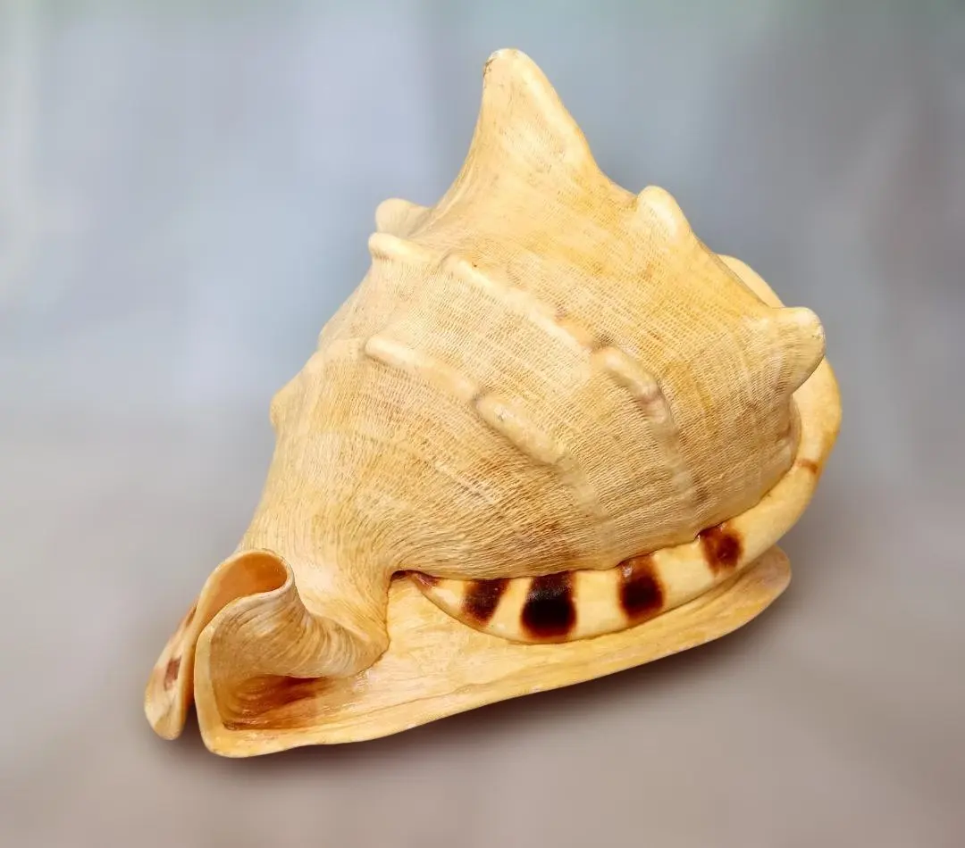 2026年最新】唐冠貝の人気アイテム - メルカリ