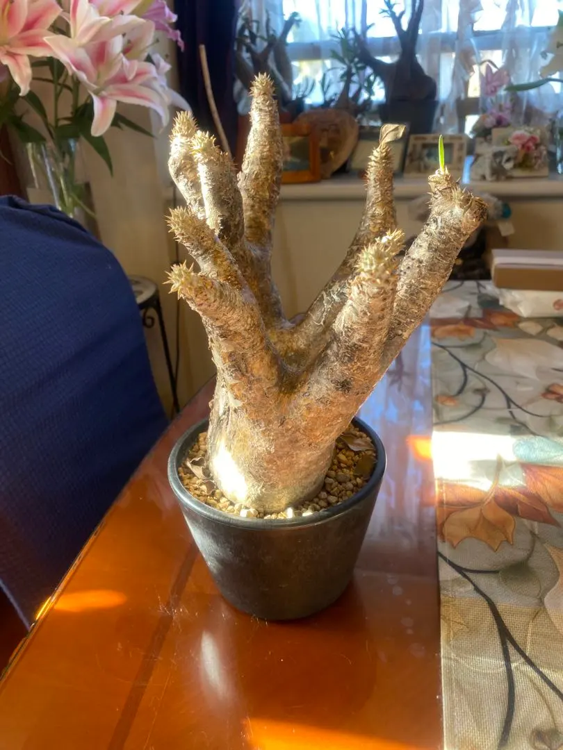 2026年最新】イノピナツムの人気アイテム - メルカリ