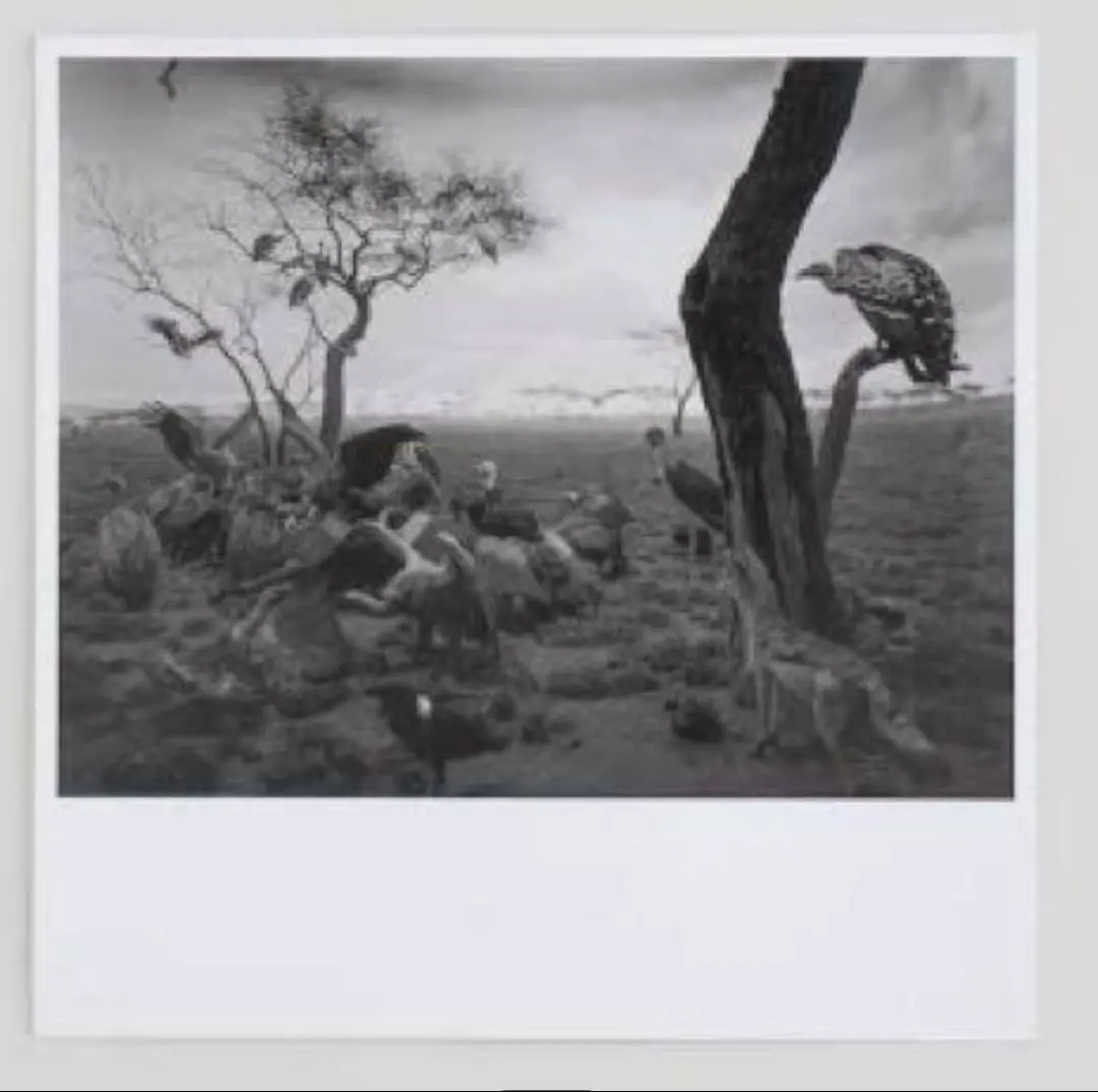 2026年最新】杉本博司ポスターの人気アイテム - メルカリ