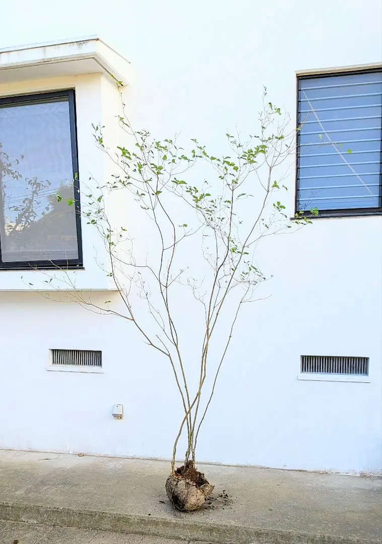 2026年最新】山採り ミツバツツジの人気アイテム - メルカリ