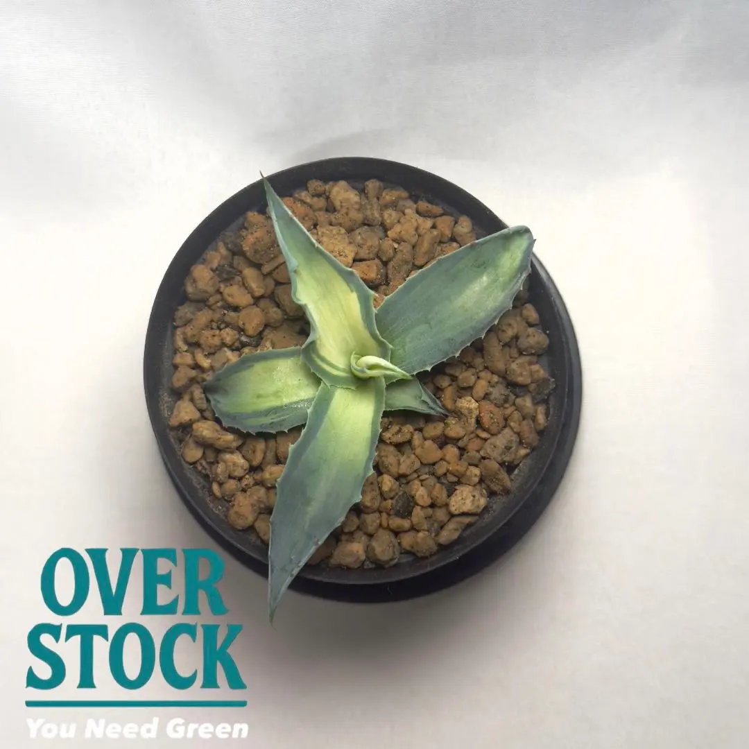 2026年最新】オバティ アウェイニングエンジェルの人気アイテム - メルカリ