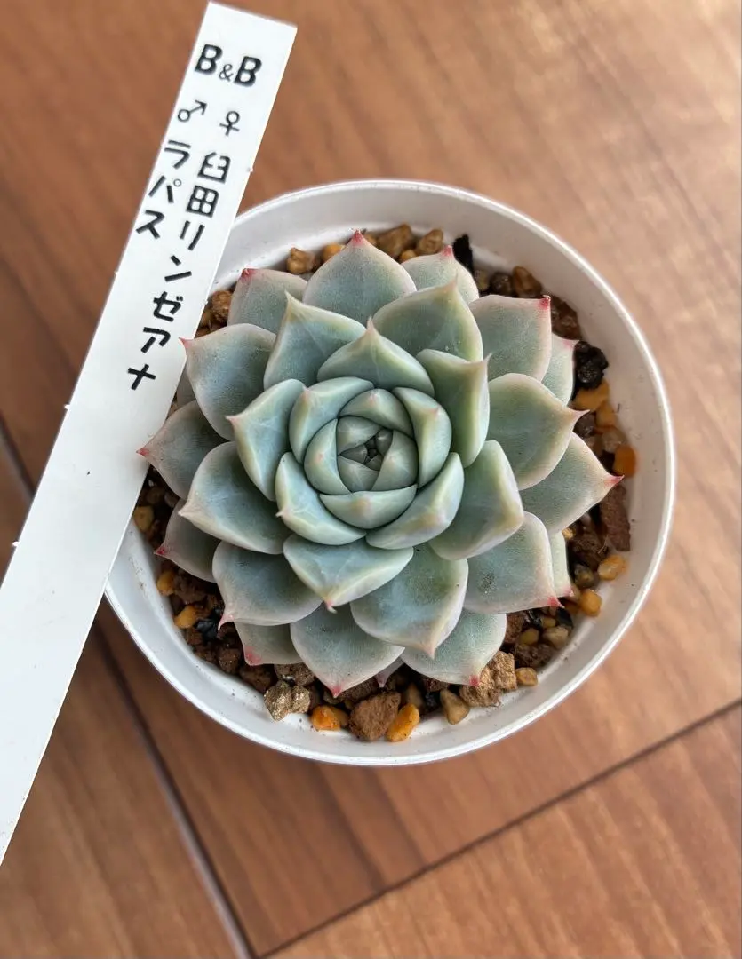 2026年最新】臼田リンゼアナの人気アイテム - メルカリ