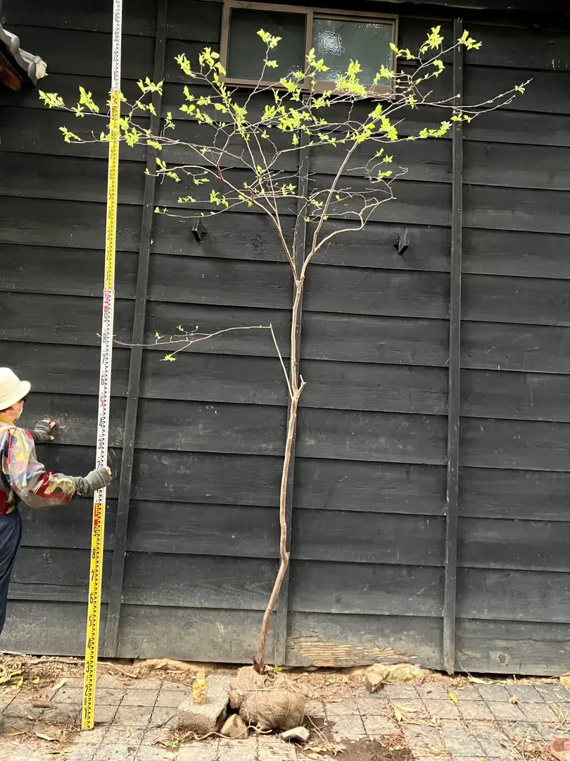 2026年最新】山採り ナツハゼの人気アイテム - メルカリ