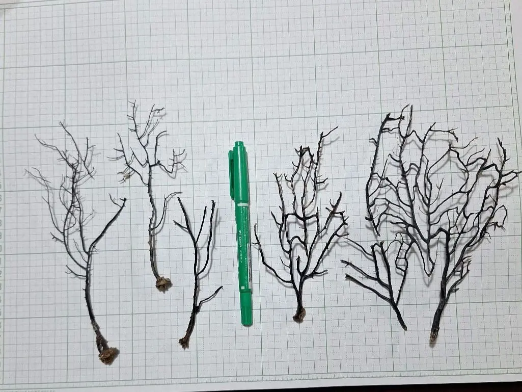 2026年最新】アクアリウム ウミウチワの人気アイテム - メルカリ