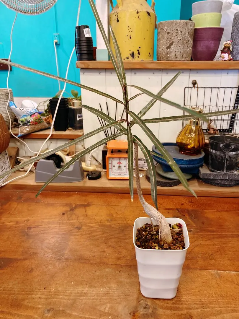 2026年最新】ブラキキトンの人気アイテム - メルカリ