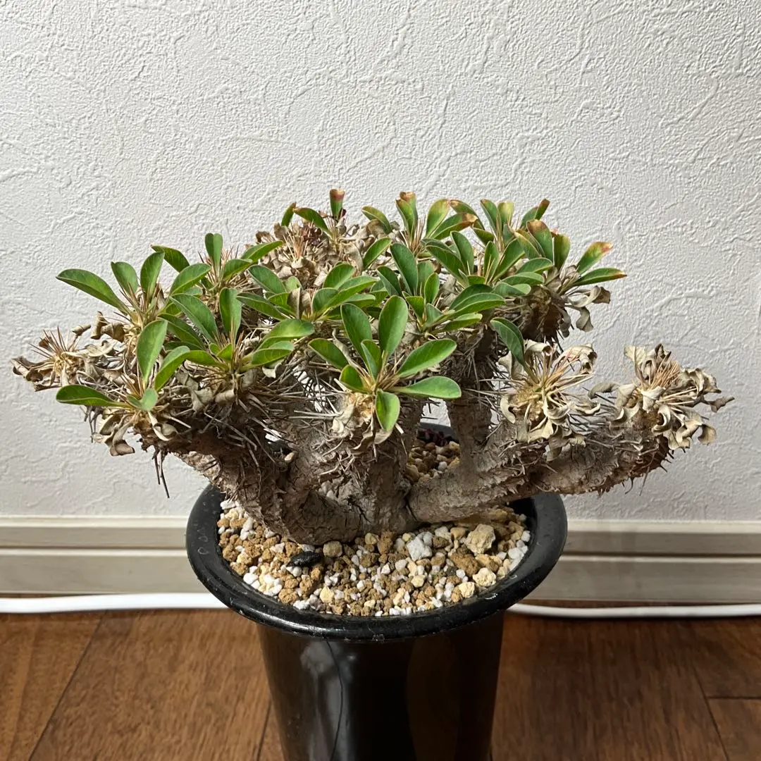 2026年最新】ギラウミニアナ 現地球の人気アイテム - メルカリ