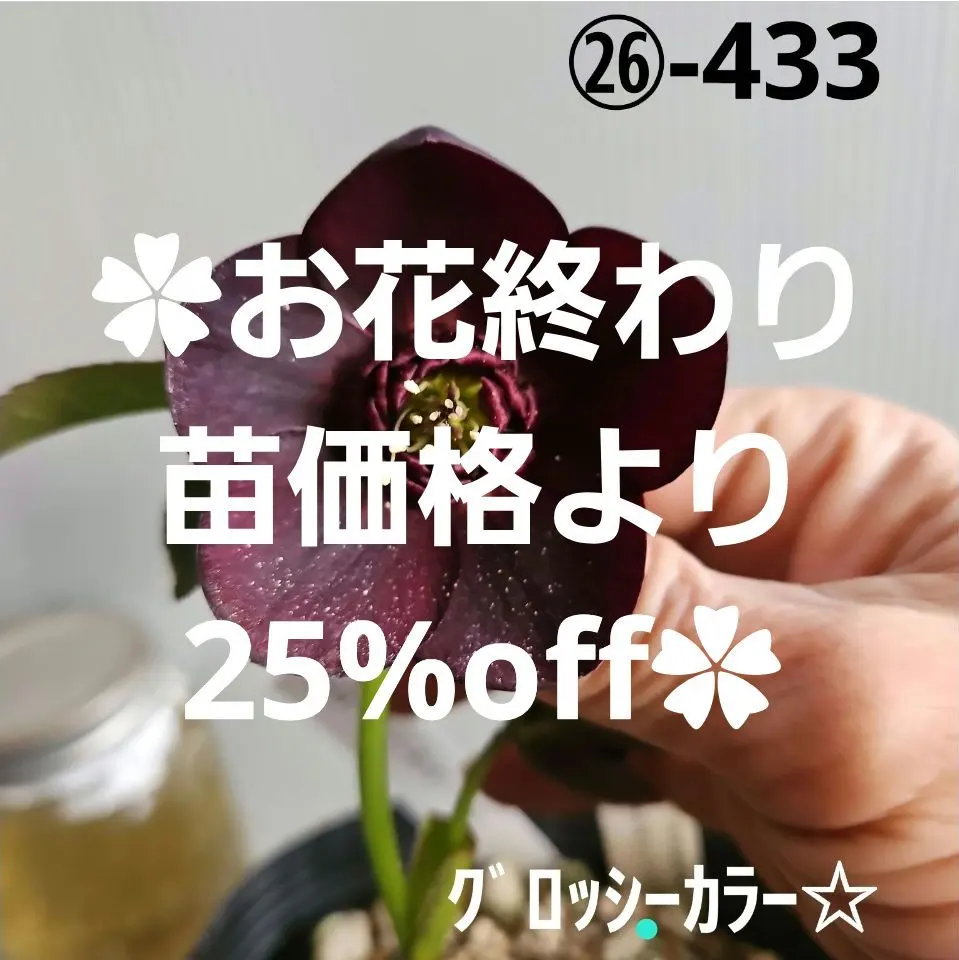 2026年最新】八咫烏 クリスマスローズの人気アイテム - メルカリ