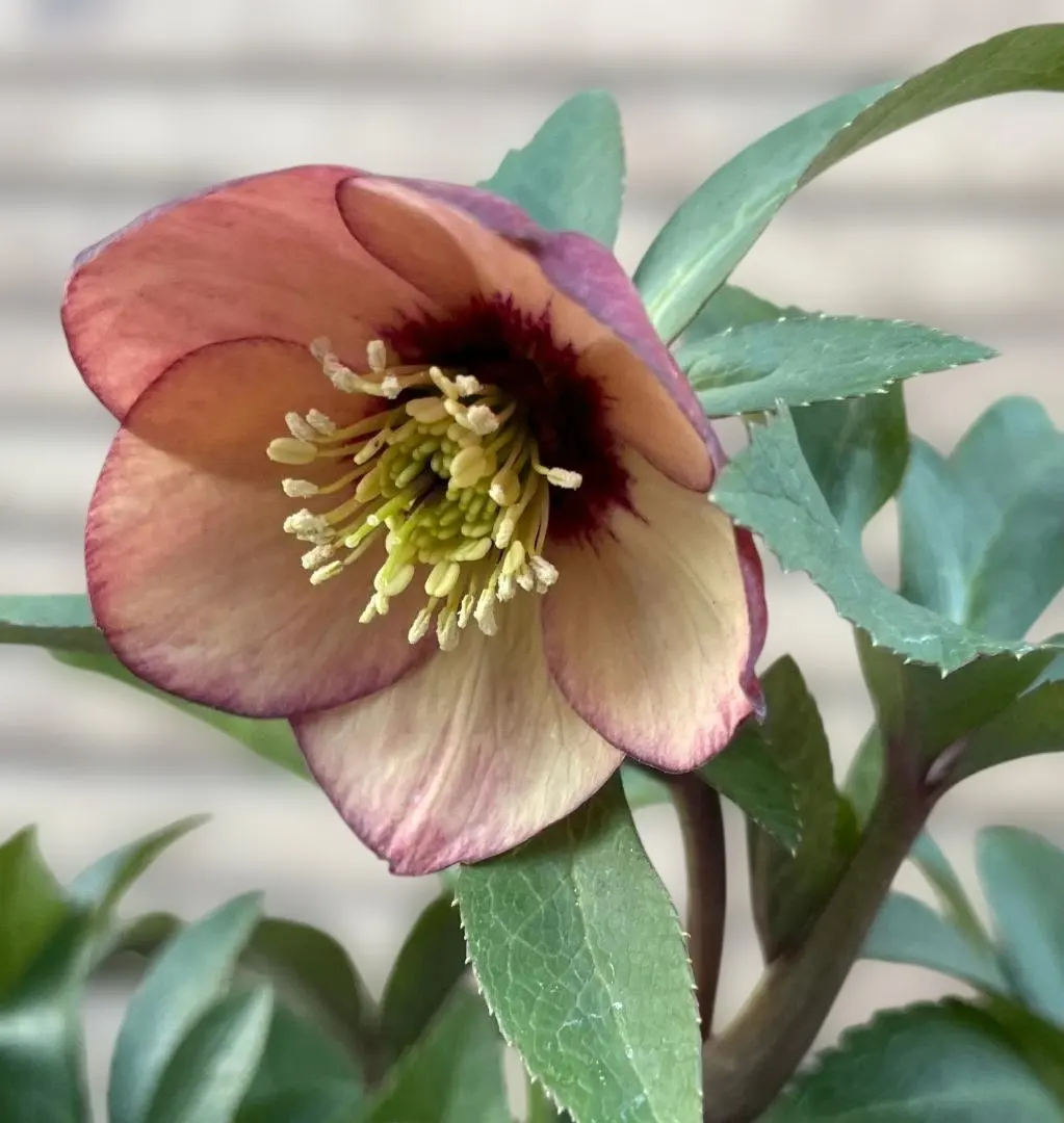 2026年最新】大木ナーサリーの人気アイテム - メルカリ