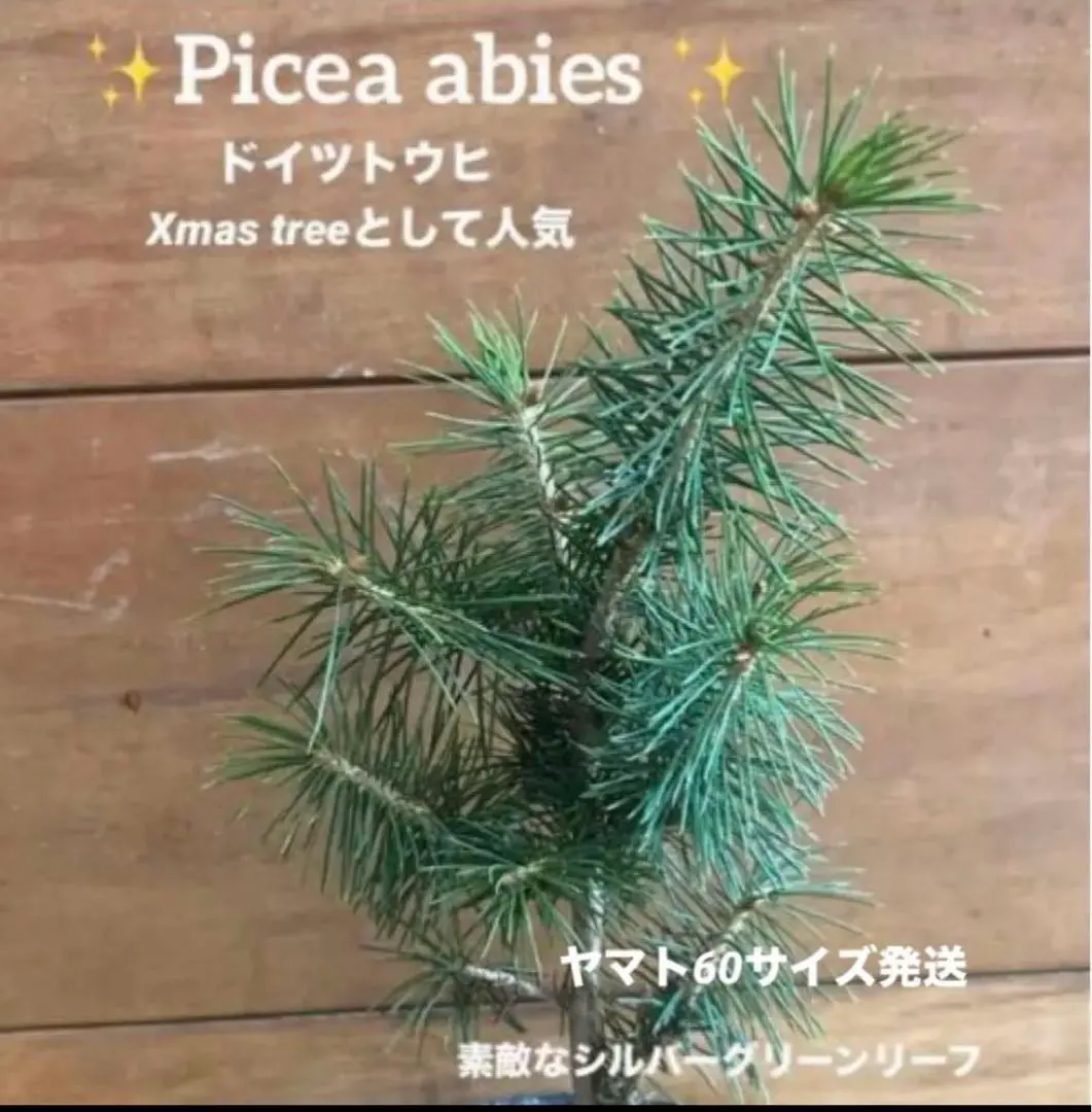 2026年最新】もみの木 苗の人気アイテム - メルカリ