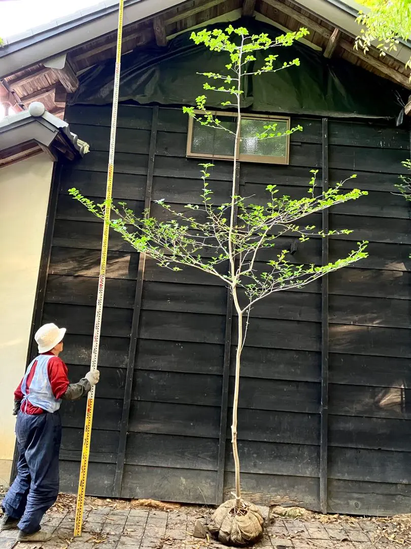 2026年最新】山採りアオハダの人気アイテム - メルカリ