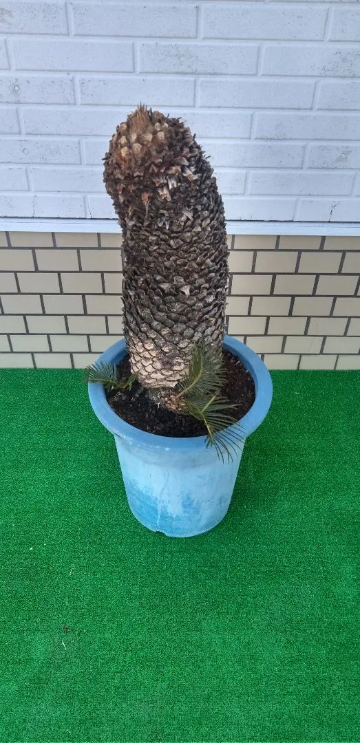 2026年最新】盆栽ソテツの人気アイテム - メルカリ