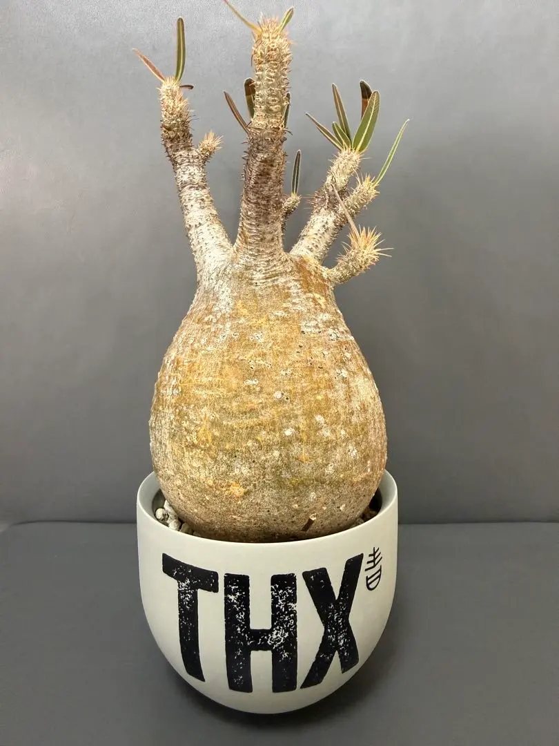 2026年最新】青坊主鉢の人気アイテム - メルカリ