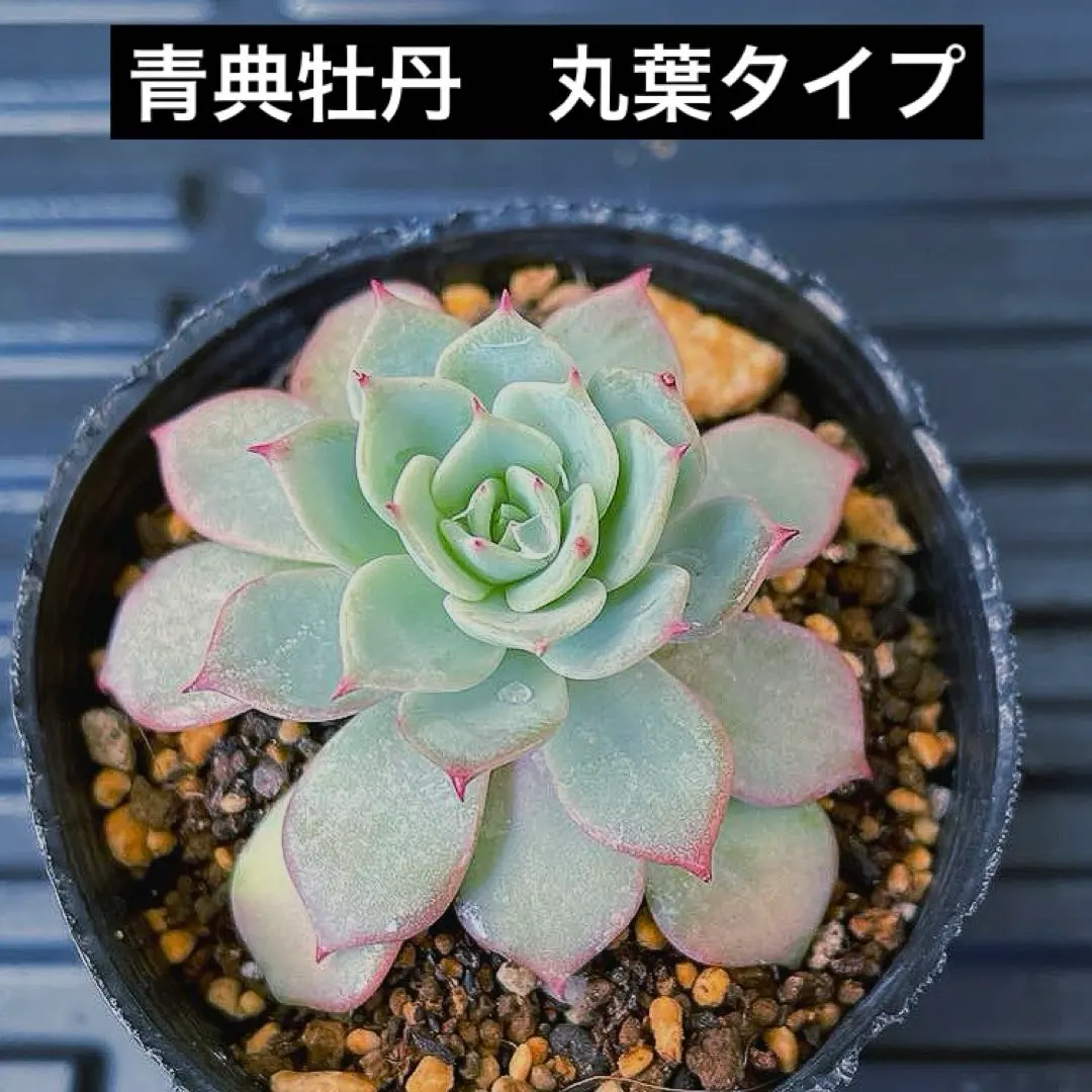2026年最新】青典牡丹 多肉の人気アイテム - メルカリ