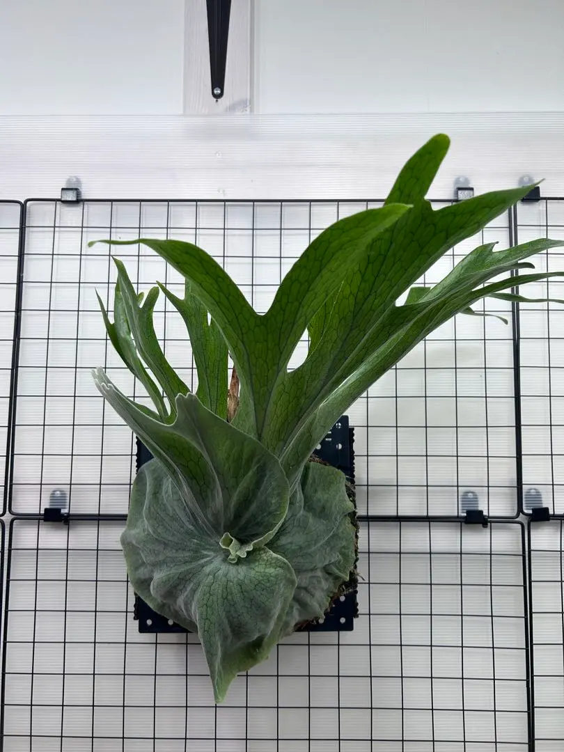 2026年最新】スパーバム ビカクシダの人気アイテム - メルカリ