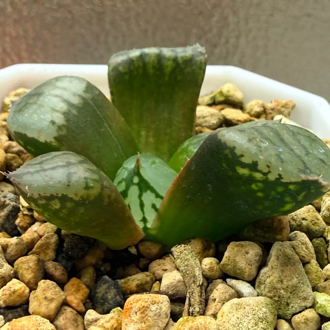 2026年最新】裏般若 ハオルチアの人気アイテム - メルカリ