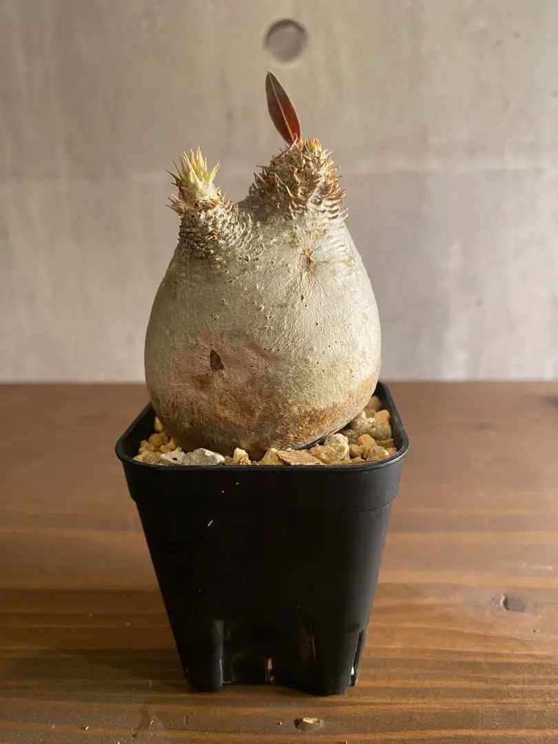 2026年最新】イノピナツムの人気アイテム - メルカリ