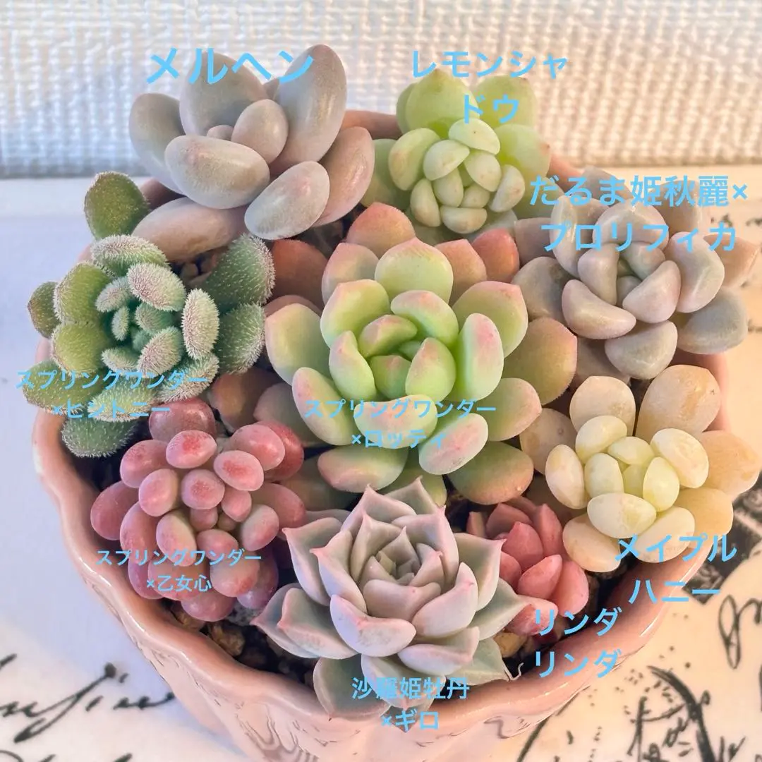 2026年最新】ぼのぼのさん交配の人気アイテム - メルカリ